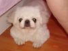 my baby dogdog><