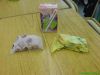 Last day �̫�J�@�\
