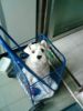 My Dog
