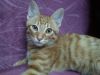 猫�}�p��