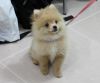 dog~