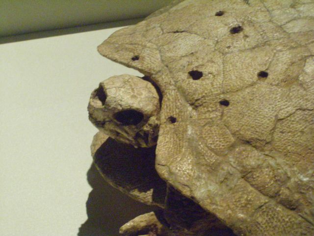 ˵