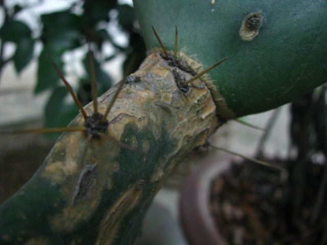 ˵