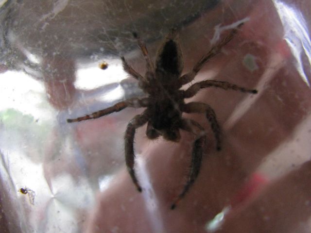 ˵