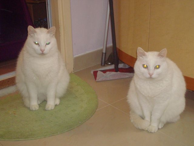 ˵