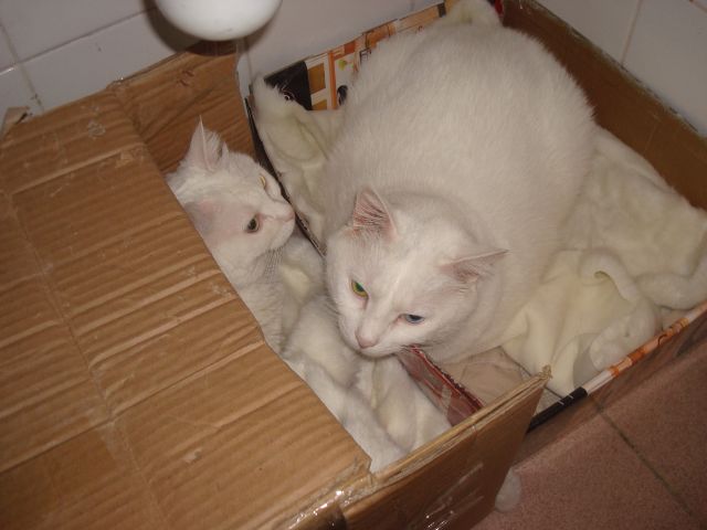 ˵