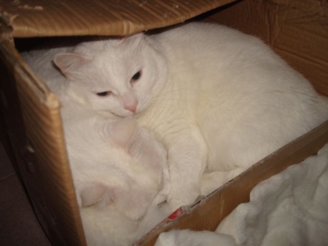 ˵