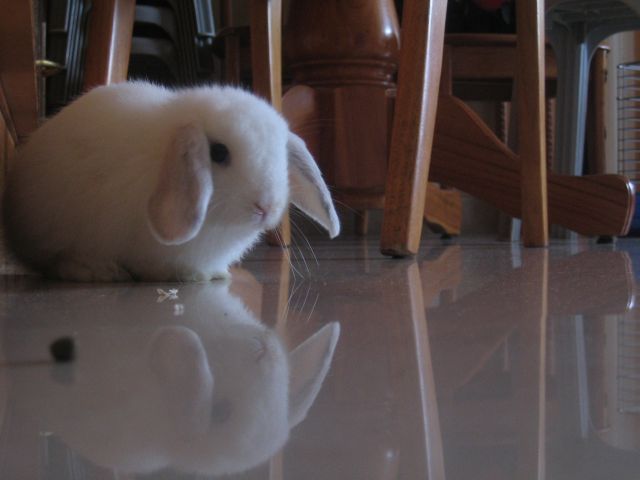 ˵