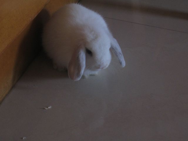 ˵