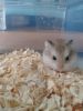 TriStaK AnD HaMsterS