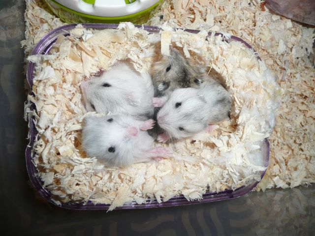 ˵