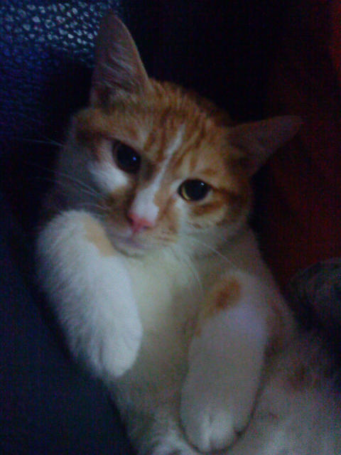 ˵