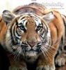 Tiger's