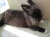 My Rabbit Baby (�w�w)